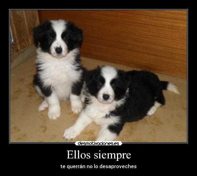 Ellos siempre - 