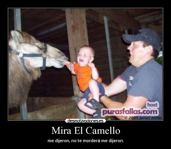 Mira El Camello -