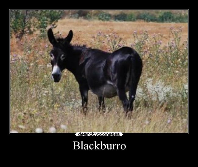carteles black burro desmotivaciones