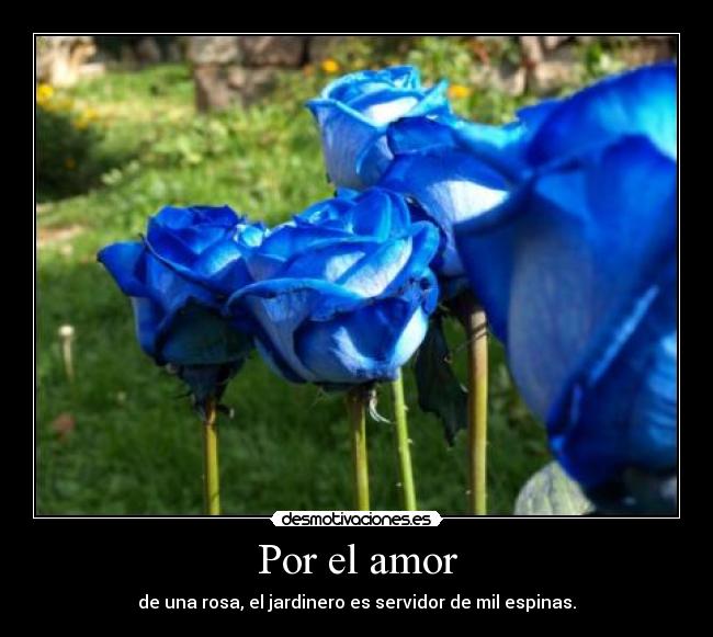 carteles amor zelaya desmotivaciones