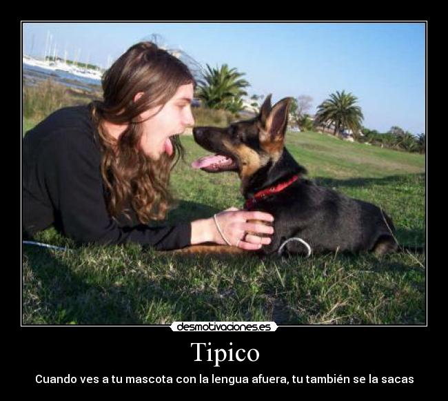 Tipico - Cuando ves a tu mascota con la lengua afuera, tu también se la sacas