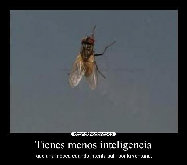 Tienes menos inteligencia - 