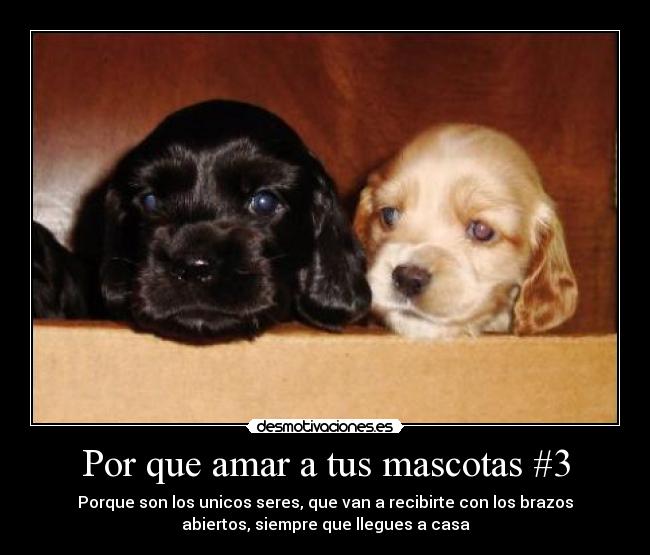 Por que amar a tus mascotas #3 -