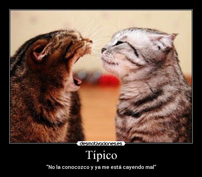 Típico - No la conocozco y ya me está cayendo mal