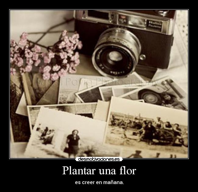 Plantar una flor - es creer en mañana.