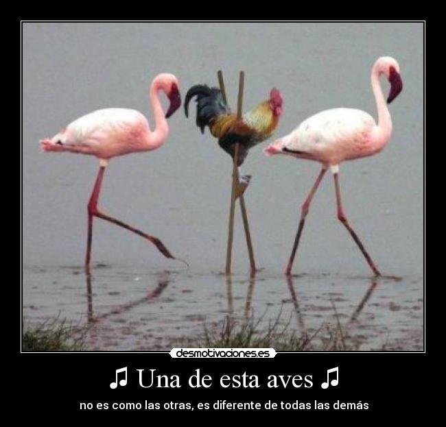 ♫ Una de esta aves ♫ - ♫ no es como las otras, es diferente de todas las demás ♫