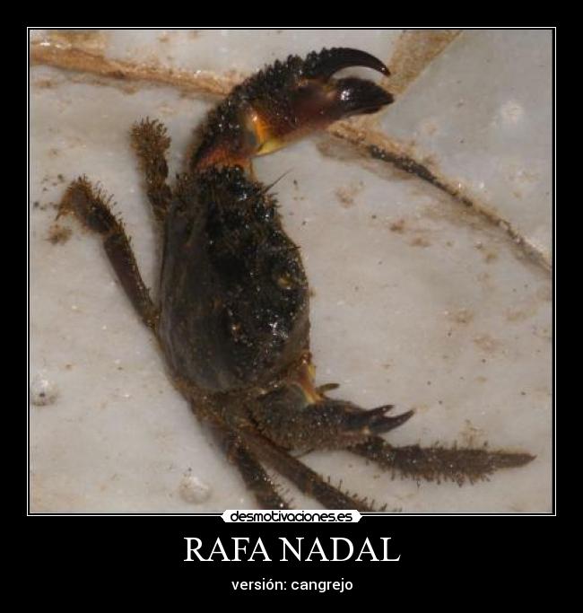 RAFA NADAL - versión: cangrejo