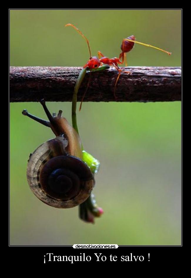 ¡Tranquilo Yo te salvo ! -