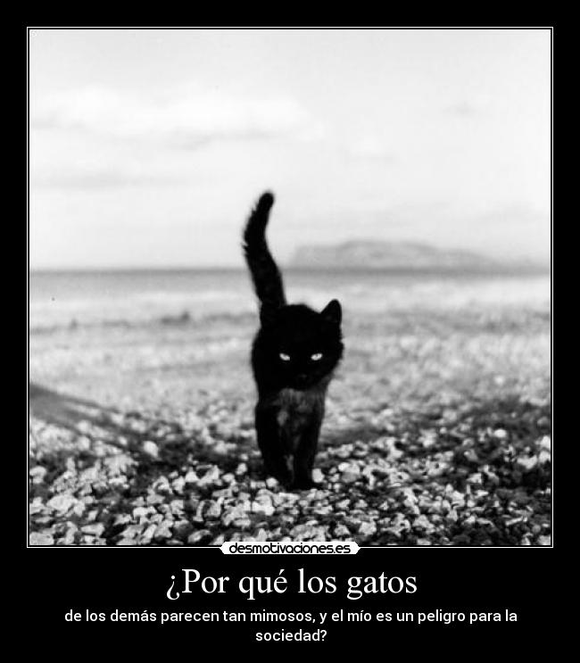 ¿Por qué los gatos -