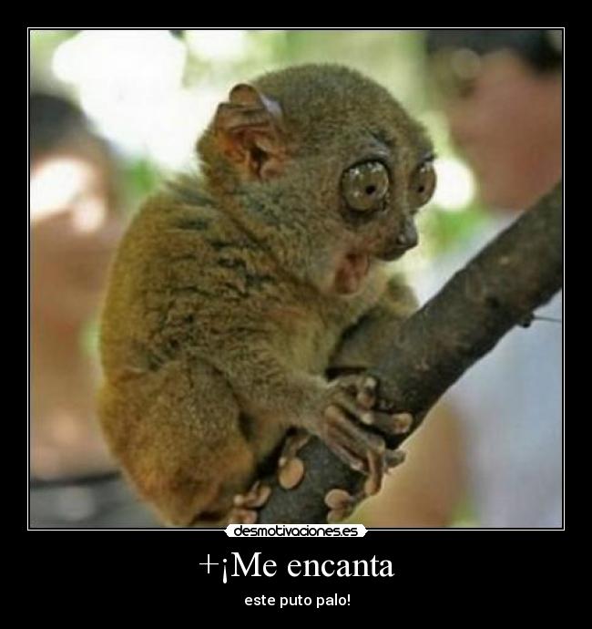 +¡Me encanta - 