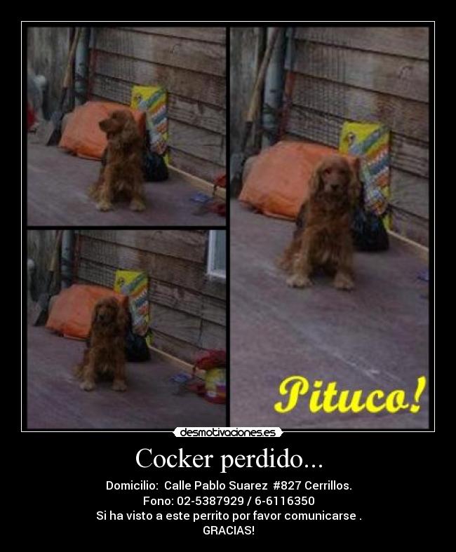 Cocker perdido... - Domicilio:  Calle Pablo Suarez  #827 Cerrillos.
Fono: 02-5387929 / 6-6116350
Si ha visto a este perrito por favor comunicarse .
GRACIAS!