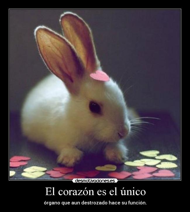 El corazón es el único - 