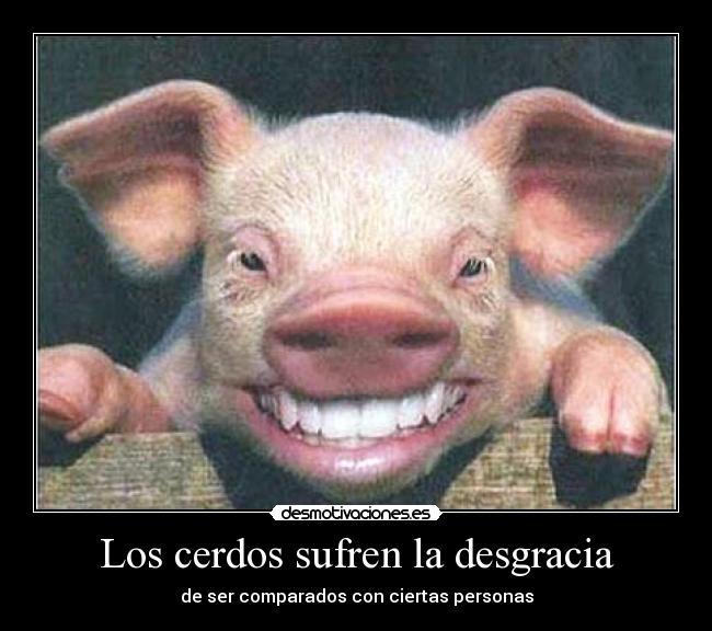 Los cerdos sufren la desgracia -