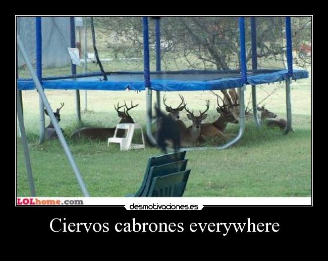 Ciervos cabrones everywhere -
