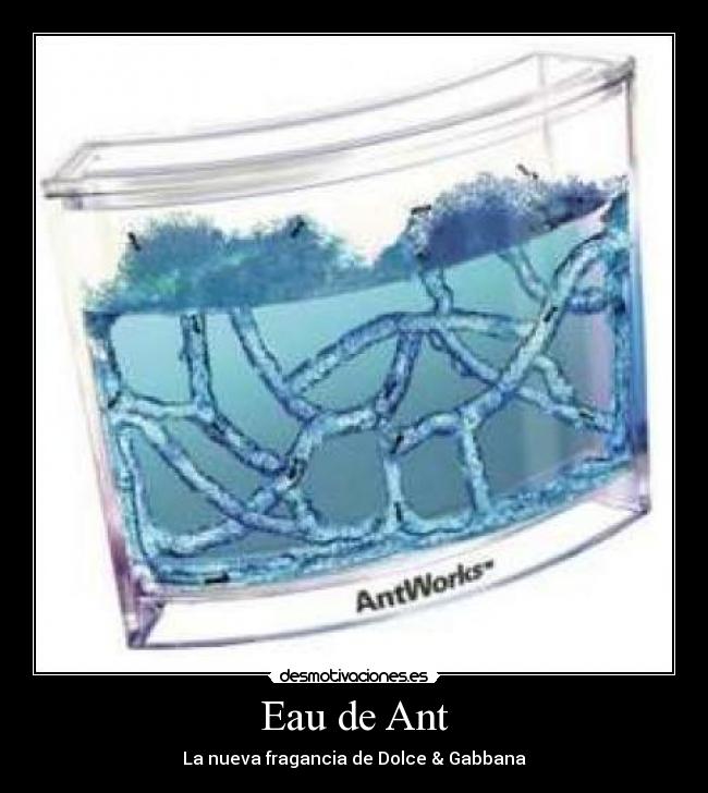 Eau de Ant - 