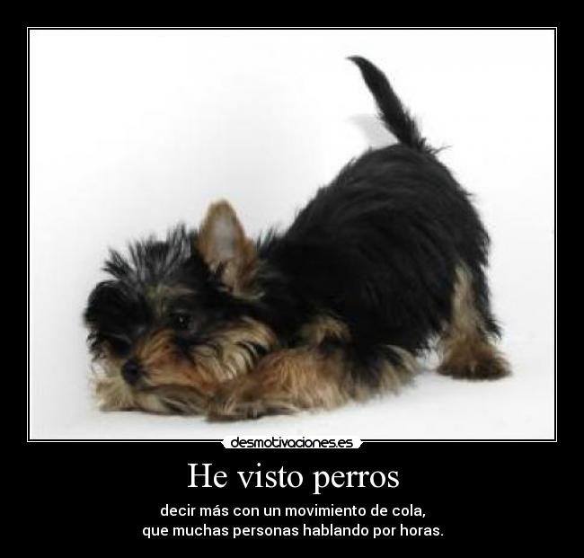 He visto perros - 