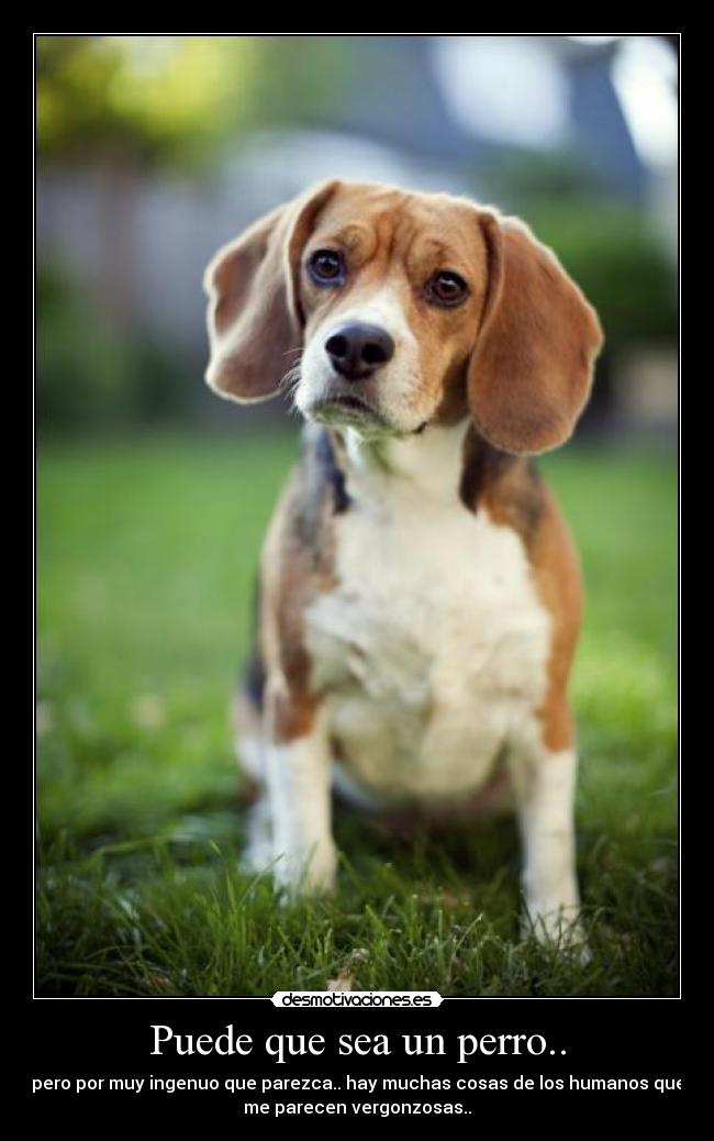 Puede que sea un perro.. - 