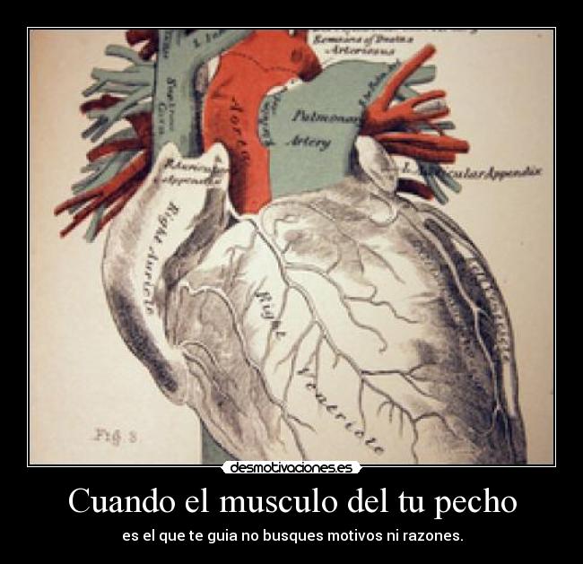 Cuando el musculo del tu pecho - es el que te guia no busques motivos ni razones.