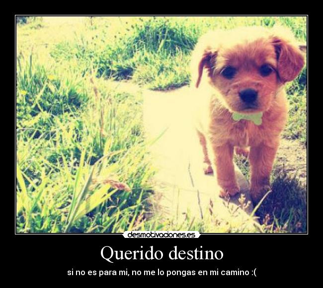 Querido destino -