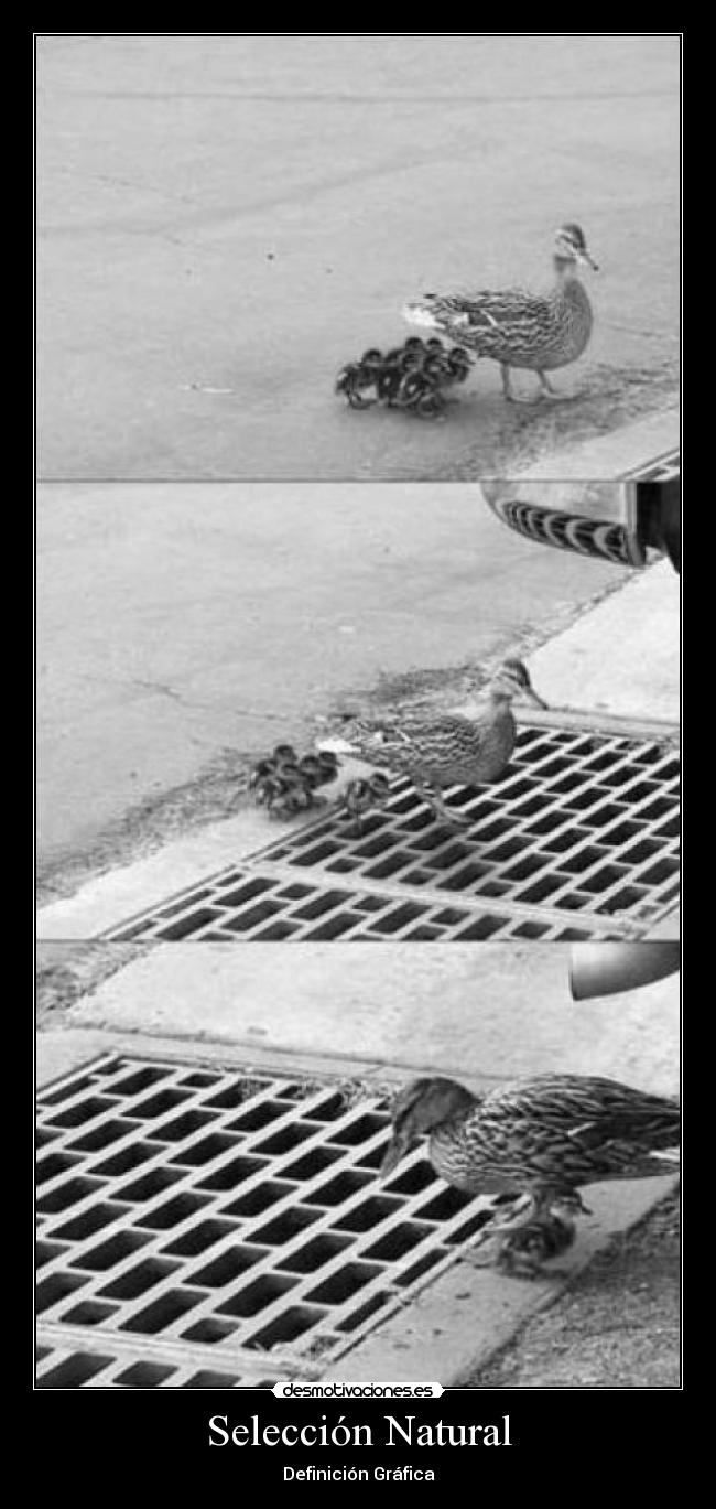 Selección Natural - Definición Gráfica