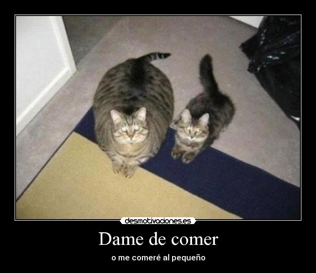 Dame de comer - 