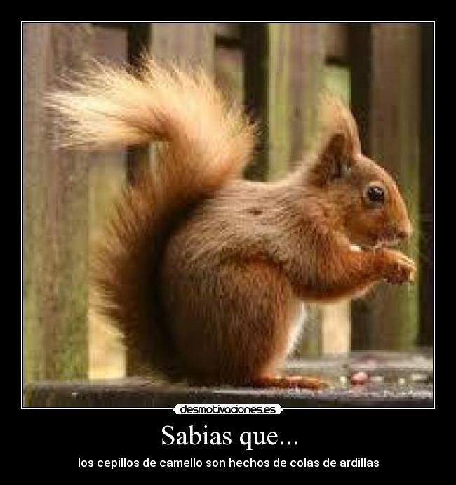 carteles cepillos camello colas ardillas desmotivaciones