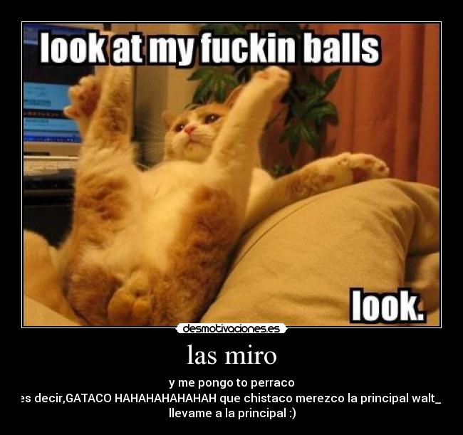 las miro - y me pongo to perraco
es decir,GATACO HAHAHAHAHAHAH que chistaco merezco la principal walt_k
llevame a la principal :)