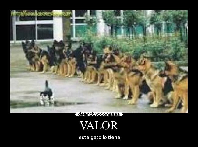 VALOR -