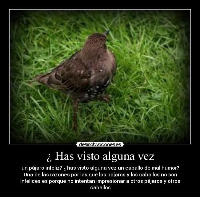 ¿ Has visto alguna vez - un pájaro infeliz? ¿ has visto alguna vez un caballo de mal humor?
Una de las razones por las que los pájaros y los caballos no son
infelices es porque no intentan impresionar a otros pájaros y otros
caballos