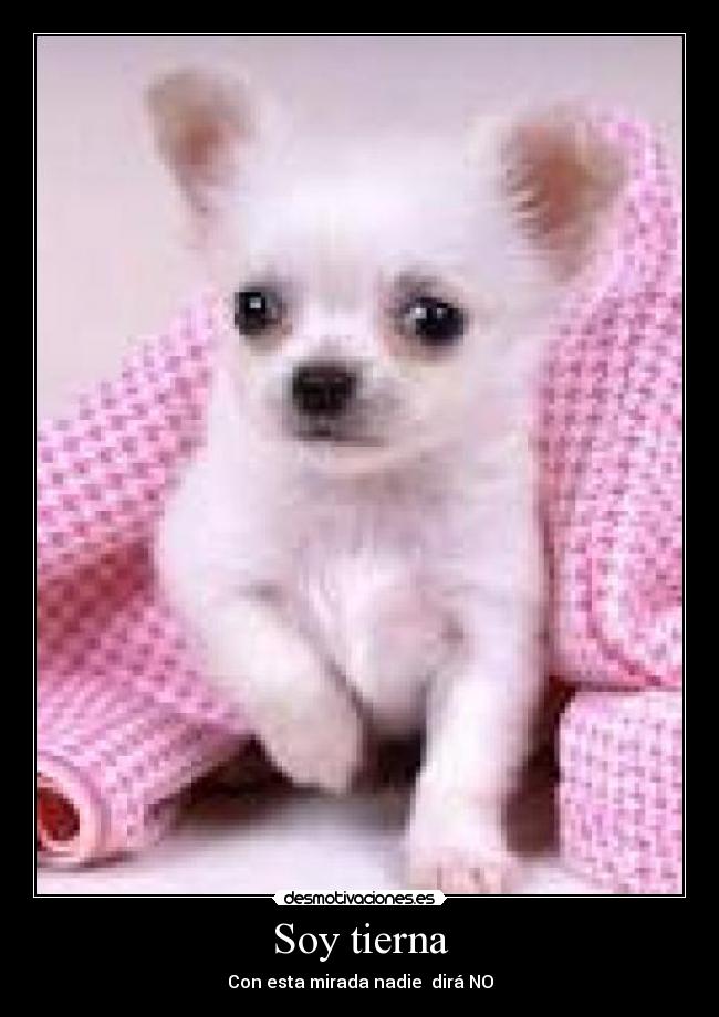 Soy tierna - Con esta mirada nadie dirá NO