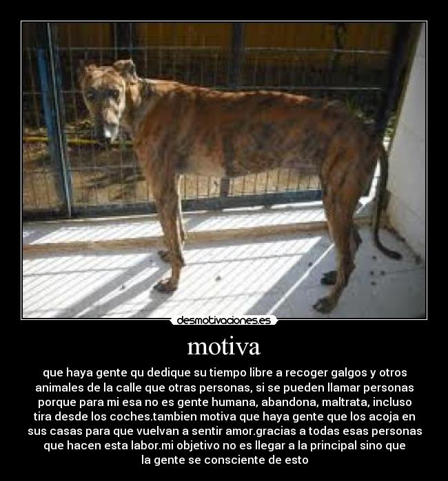 motiva - que haya gente qu dedique su tiempo libre a recoger galgos y otros
animales de la calle que otras personas, si se pueden llamar personas
porque para mi esa no es gente humana, abandona, maltrata, incluso
tira desde los coches.tambien motiva que haya gente que los acoja en
sus casas para que vuelvan a sentir amor.gracias a todas esas personas
que hacen esta labor.mi objetivo no es llegar a la principal sino que
la gente se consciente de esto