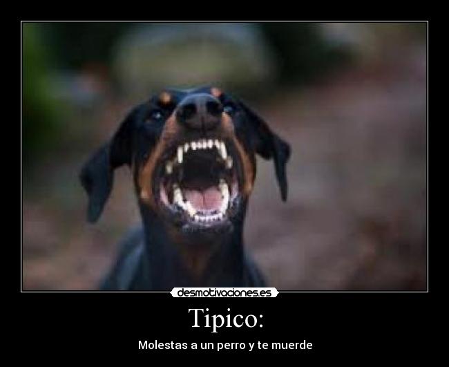 Tipico: - Molestas a un perro y te muerde