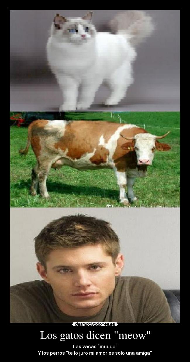 Los gatos dicen meow - Las vacas muuuu
Y los perros te lo juro mi amor es solo una amiga