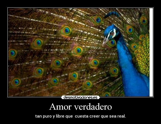 Amor verdadero -