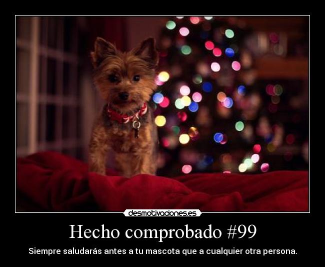 Hecho comprobado #99 - Siempre saludarás antes a tu mascota que a cualquier otra persona.