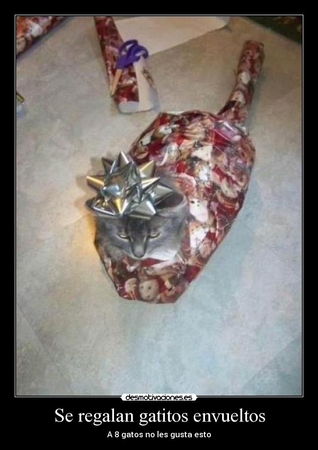 Se regalan gatitos envueltos -