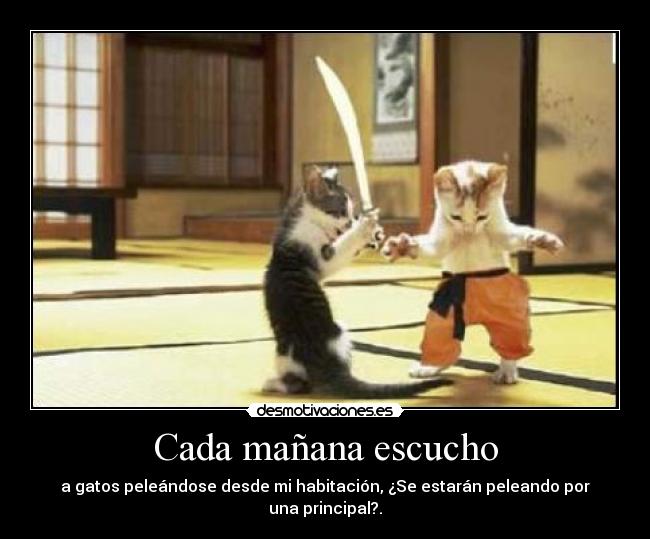 Cada mañana escucho - a gatos peleándose desde mi habitación, ¿Se estarán peleando por una principal?.