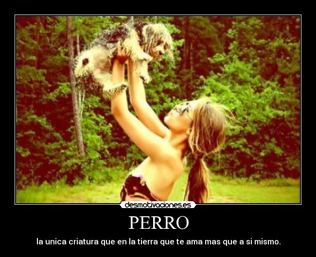 PERRO -