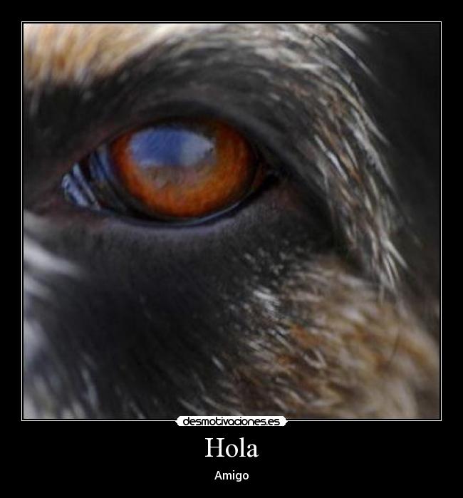 Hola - Amigo