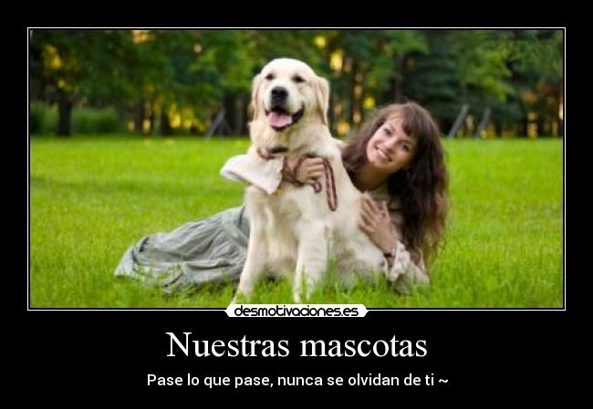 Nuestras mascotas - Pase lo que pase, nunca se olvidan de ti ~