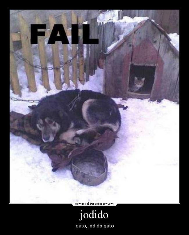 jodido - gato, jodido gato