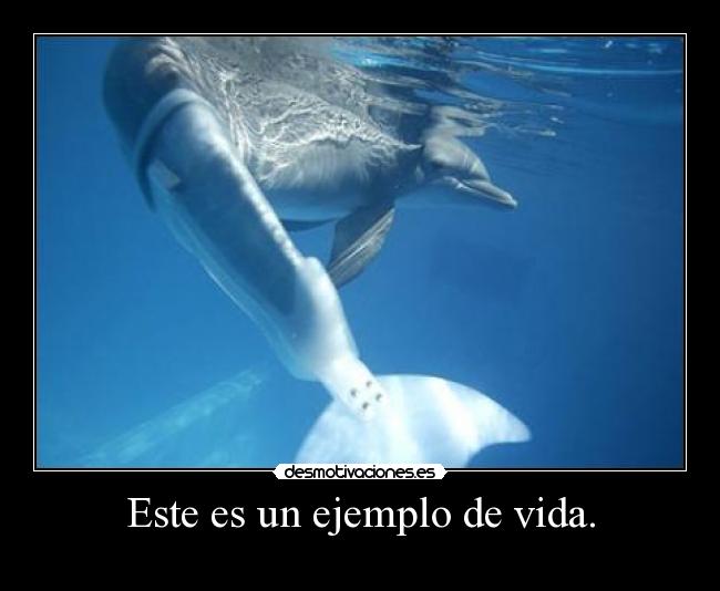 carteles vida este ejemplo vida desmotivaciones