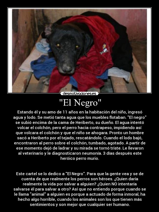 El Negro - Estando él y su amo de 11 años en la habitación del niño, ingresó
agua y lodo. Se metió tanta agua que los muebles flotaban. El negro
se subió encima de la cama de Heriberto, su dueño. El agua intentó
volcar el colchón, pero el perro hacia contrapeso, impidiendo así
que volcara el colchón y que el niño se ahogara. Pronto un hombre
sacó a Heriberto por el tejado, rescatándolo. Cuando el lodo bajó,
encontraron al perro sobre el colchón, tumbado, agotado. A partir de
ese momento dejó de ladrar y su mirada se tornó triste. Le llevaron
al veterinario y le diagnosticaron neumonía. 3 días después este
heróico perro murio.
Este cartel se lo dedico a El Negro. Para que la gente vea y se de
cuenta de que realmente los perros son héroes. ¿Quien daría
realmente la vida por salvar a alguien? ¿Quien NO intentaría
salvarse él para salvar a otro? Así que no entiendo porque cuando se
le llama animal a alguien es porque a actuado de forma inmoral, ha
hecho algo horrible, cuando los animales son los que tienen más
sentimientos y son mejor que cualquier ser humano.