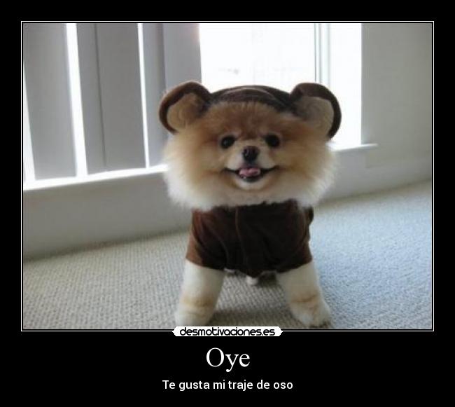 Oye - Te gusta mi traje de oso