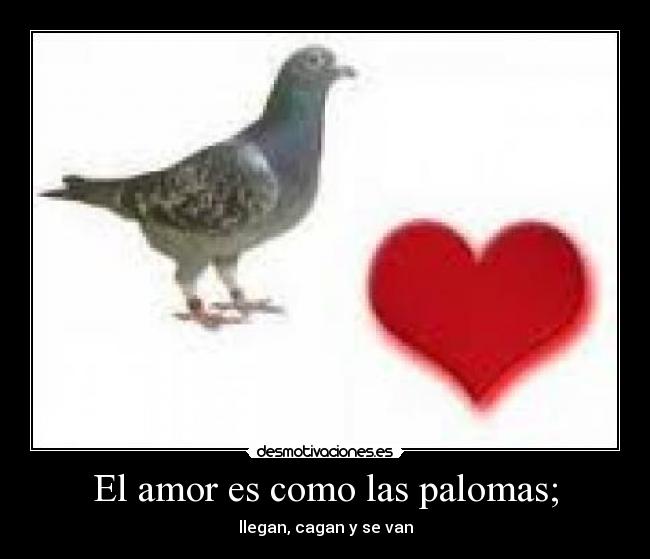 El amor es como las palomas; -