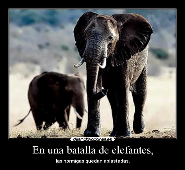 carteles elefantes hormigas desmotivaciones