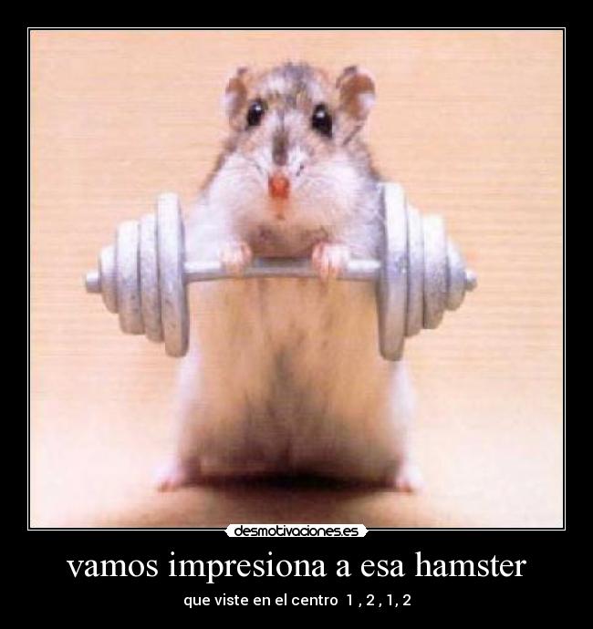 vamos impresiona a esa hamster -