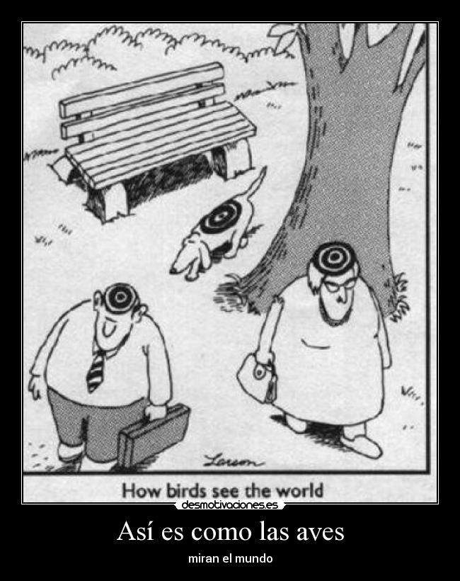 Así es como las aves -