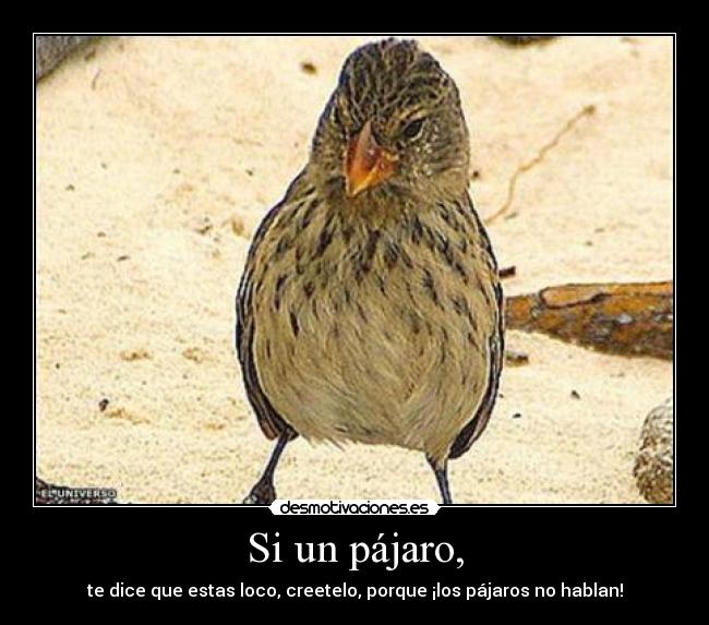 Si un pájaro, - te dice que estas loco, creetelo, porque ¡los pájaros no hablan!