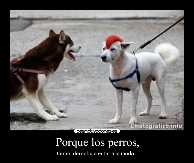 Porque los perros, -